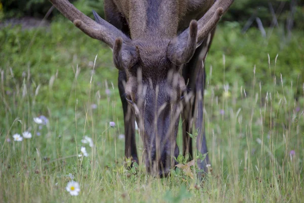 Wild Elk Canada — Stock fotografie
