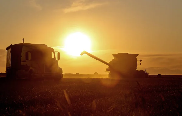 Vendemmia Tramonto Canada — Foto Stock