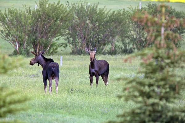 Oie des prairies Canada — Photo