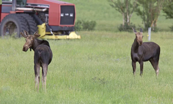 Prairie Moose Canada — Stock Photo, Image