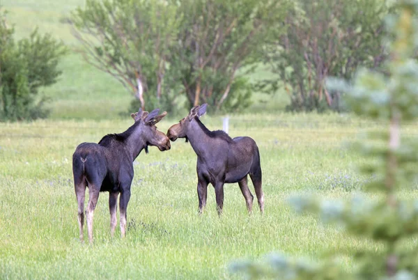 Prateria Moose Canada — Foto Stock