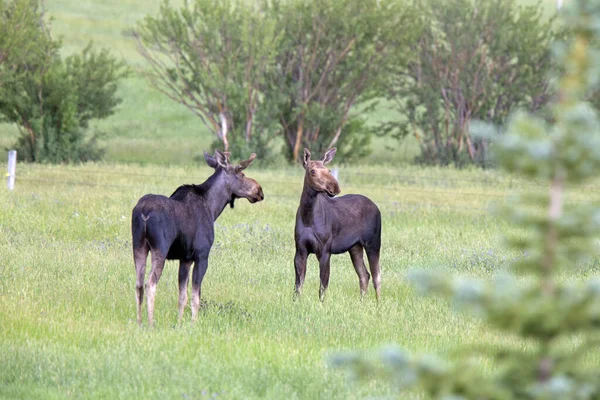 Prérijní Moose Kanada — Stock fotografie