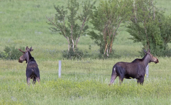 Prairie Moose Kanada — Zdjęcie stockowe