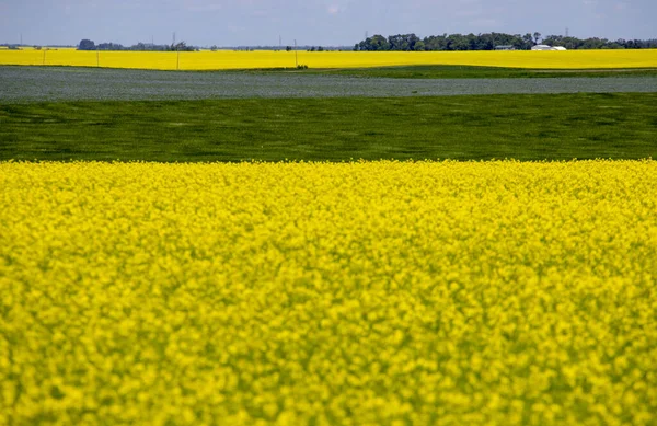 Vlas en Canola Canada — Stockfoto