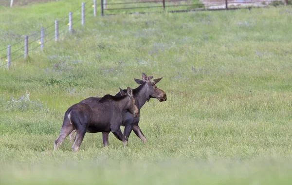 Prairie Moose Canada — Stockfoto