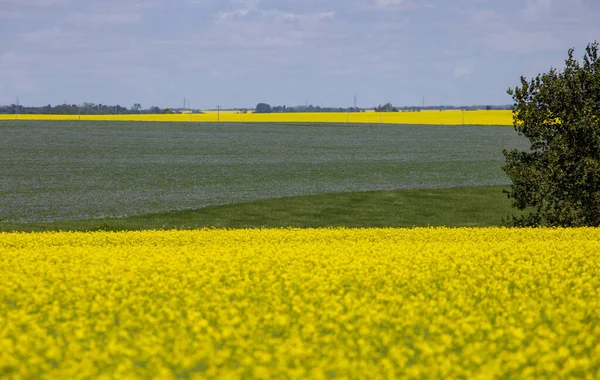 Flax és Canola Kanada — Stock Fotó