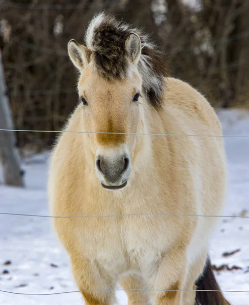 Lupine Horse Kanada Zimie Zbliżyć Saskatchewan — Zdjęcie stockowe