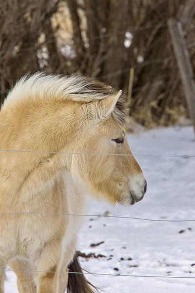 Lupine Horse Kanada Zimie Zbliżyć Saskatchewan — Zdjęcie stockowe