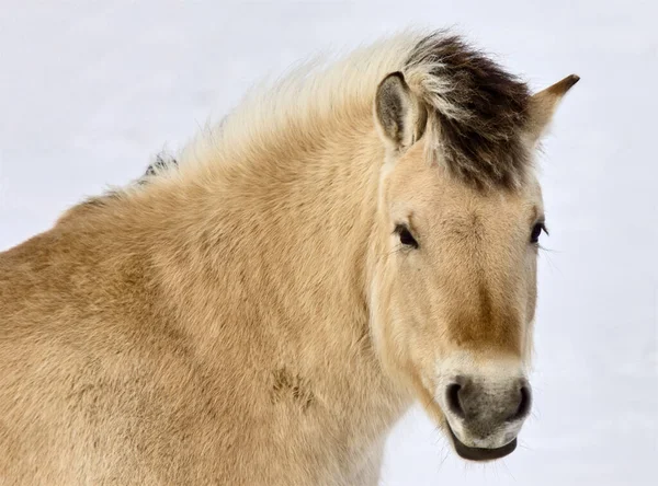 Lupine Horse Canada Kışın Saskatchewan Kapatır — Stok fotoğraf