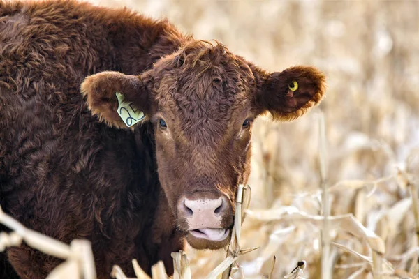 Close Cow Winter Saskatchewan Canada — Stock Photo, Image