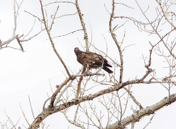 Golden Eagle Kanada Migracja Prerii Drzewie — Zdjęcie stockowe