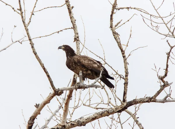 Golden Eagle Kanada Migracja Prerii Drzewie — Zdjęcie stockowe