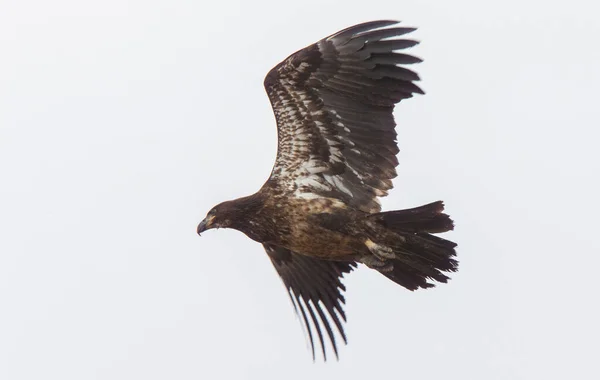 Golden Eagle Canada Migração Pradaria Voo — Fotografia de Stock