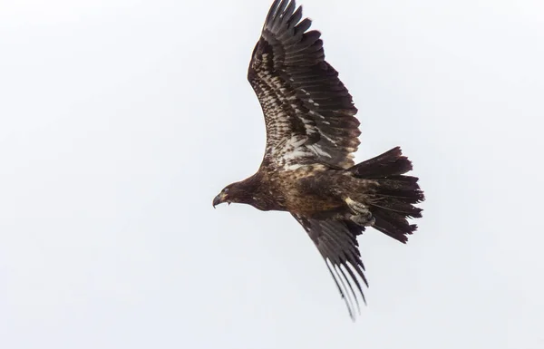 Golden Eagle Kanada Préri Migráció Repülés Közben — Stock Fotó