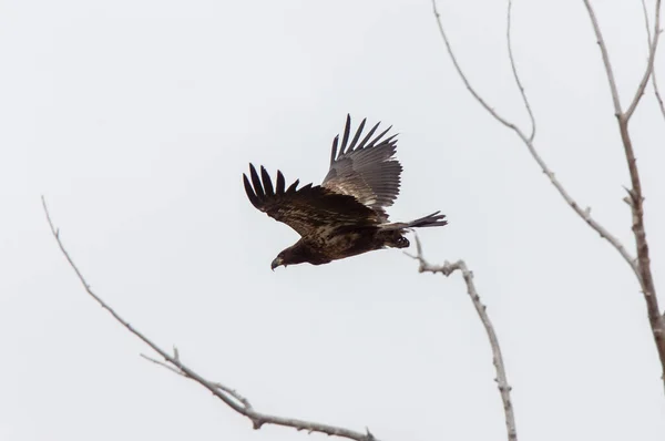 Golden Eagle Canada Prairie Migration Flight — Stock Photo, Image