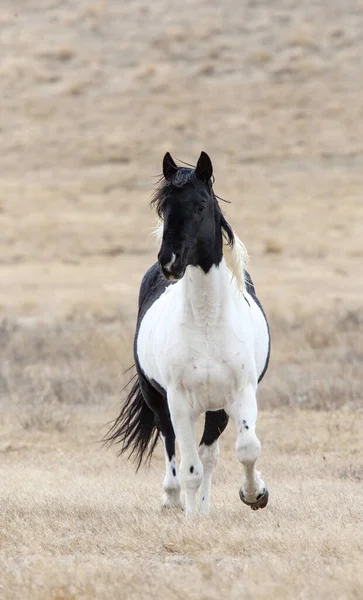 Prairie Horses Saskatchewan Fält Våren Kanada — Stockfoto