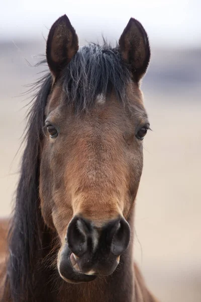 Prairie Horses Saskatchewan Polním Jaře Blízko — Stock fotografie