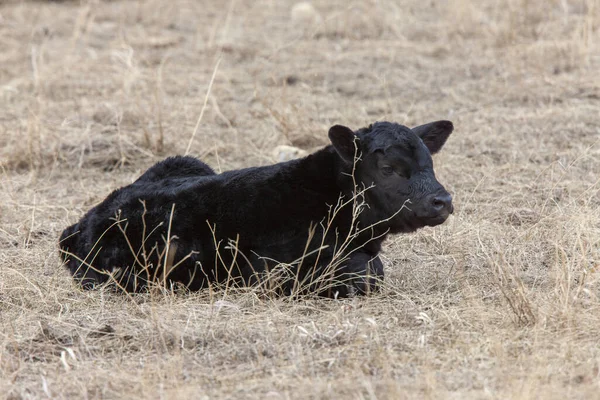 Cow Calf Field Winter Saskatchewan Newly Born — Stock Photo, Image