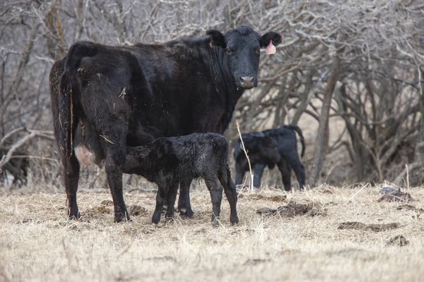 Vache Veau Plein Champ Hiver Saskatchewan Nouveau — Photo