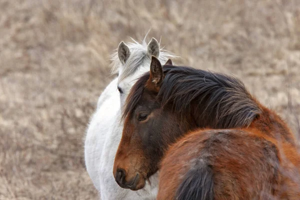 Prairie Horses Saskatchewan Jaře Poli Kanada — Stock fotografie