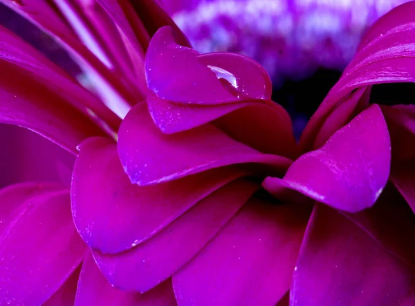 Gerbera Macro Close Pink Flower Natural Light — Stock Photo, Image