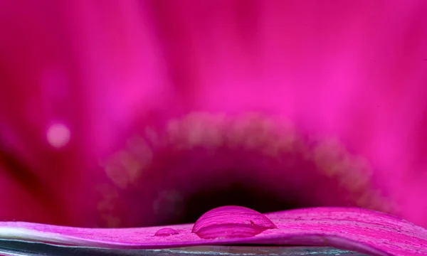 Gerbera Macro Close Rosa Flor Luz Natural — Fotografia de Stock