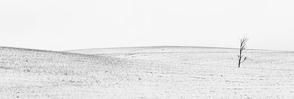 Paisagem Saskatchewan Prairie Rurual Cena Panorama Queda Neve — Fotografia de Stock