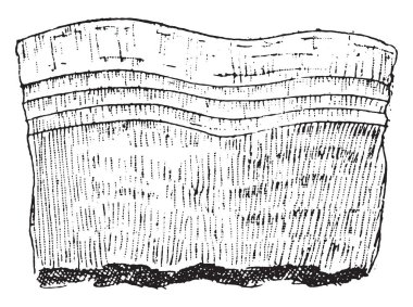 Stereum frustulosum, vintage illüstrasyon kazınmış.