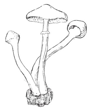 Melleus aygıt Agaricus, vintage oyulmuş şekilde meyve.