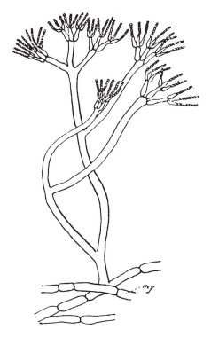 Penicillium glaucum, vintage engraved illustration clipart