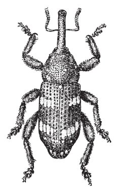 Pissodes pini, vintage illüstrasyon kazınmış.