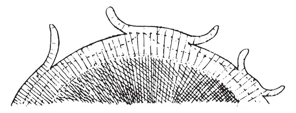 Şematik Oluşumu Rhytidome Vintage Illüstrasyon Kazınmış — Stok Vektör
