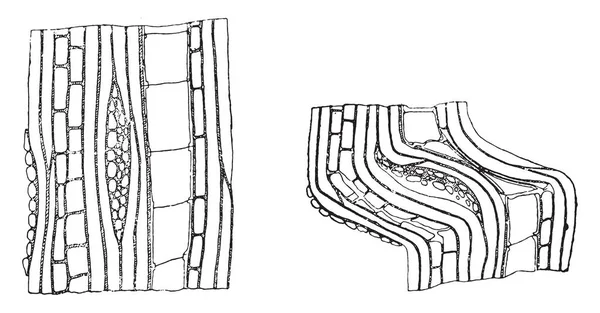 Схема Разбивания Образца Путем Сжатия Параллельно Волокнам Винтажная Гравированная Иллюстрация — стоковый вектор