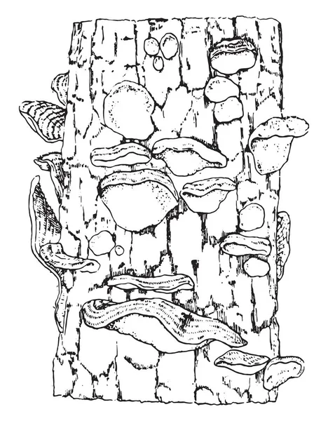 Conceptacles Stereum 陆地覆盖一棵树的树皮 复古刻插图 — 图库矢量图片