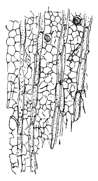 빈티지 새겨진된 나무의 껍질을 Stereum Hirsutum의 Conceptacles — 스톡 벡터