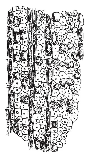 まだ少し攻撃 ヴィンテージに図が刻まれている場合 キウロコタケにより木材の変質 — ストックベクタ