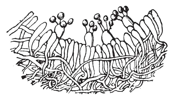 裏地の断面 Annosus ビンテージの刻まれた図のフルーツ ベアリング ユニットの子実層 Hymenophore チューブ — ストックベクタ