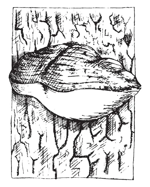 Polyporus Pini Illustrazione Incisa Epoca — Vettoriale Stock