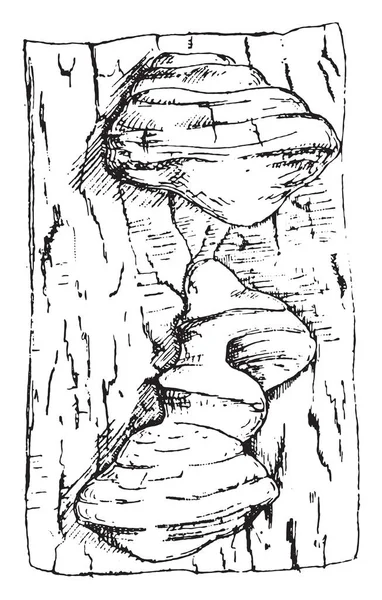 Polyporus, vintage oyulmuş şekilde meyve igniarius birimi