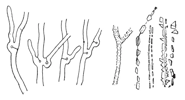 菌糸体機能ループとライム シュウ酸 ビンテージの刻まれた図と菌糸体 — ストックベクタ