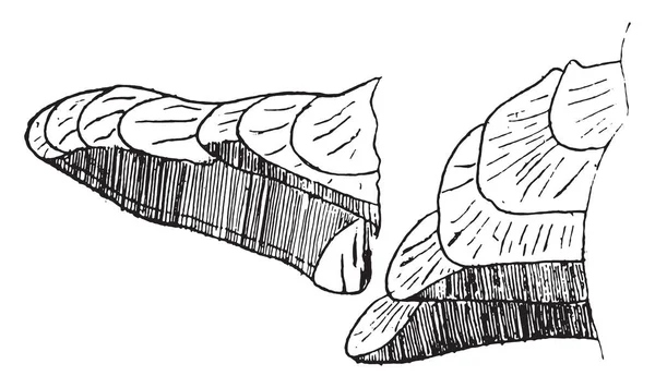 木耳红 Ponderosus 复古雕刻插图 — 图库矢量图片