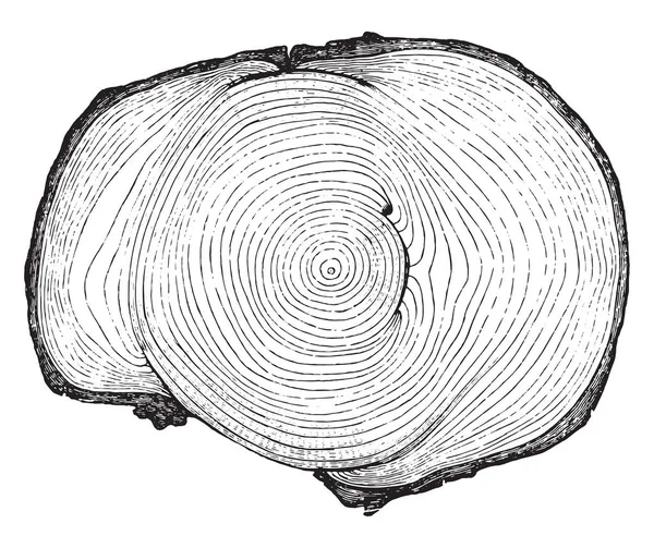 Przekrój Pnia Drzewa Przedstawiając Trzy Urazy Dzikie Zwierzęta Mniej Lub — Wektor stockowy