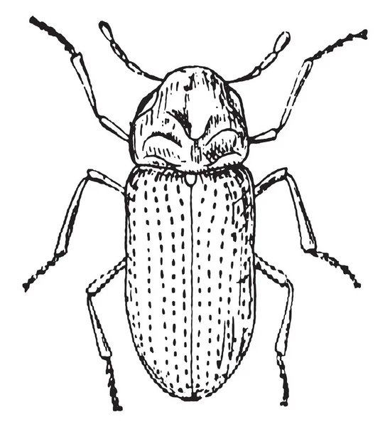 Beetle Obstinat Vintage Ingraverad Illustration — Stock vektor