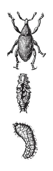 Hylobius Abietis Serangga Yang Sempurna Ukiran Ilustrasi Vintage - Stok Vektor