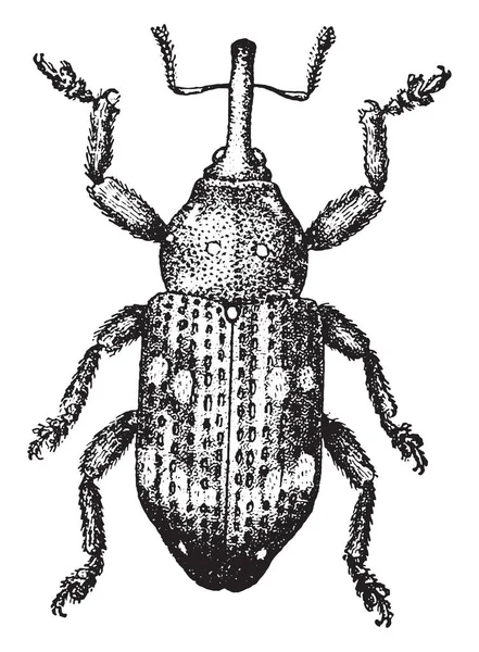 Pissodes notatus, vintage illüstrasyon kazınmış.