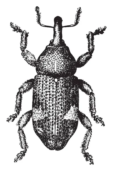 Pissodes Piniphilus Illustration Gravée Vintage — Image vectorielle