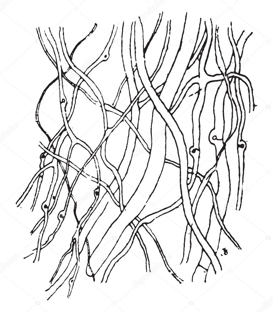 Mycelial filaments of Polyporus vaporarius, vintage engraved illustration
