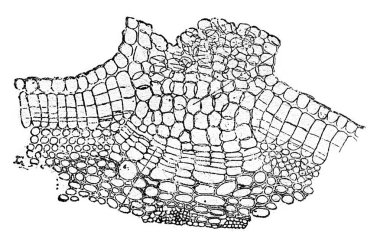 Lenticel izole, vintage oyma.