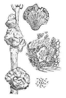 Halep çamı, yaralıyor vintage oyma.