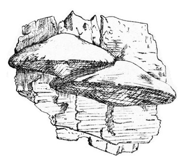 Polyporus mantarı, vintage oyma.